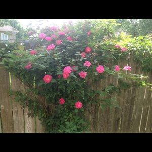 Meet your Posher, Terri